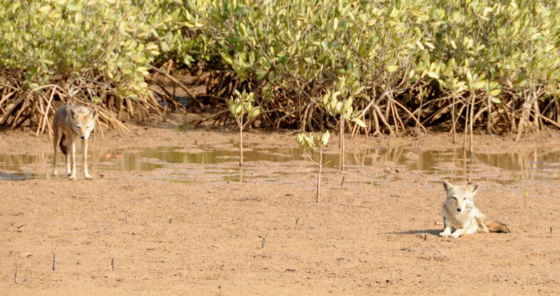 Lac Rose - Accrobaobab - Natuurpark Bandia - Nianing